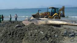 Ballena que varó en Nuevo Chimbote ya fue enterrada
