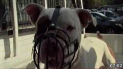 Niño de tres años desfigurado por ataque de perro pitbull