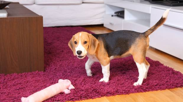 Aprende a vivir con tus mascotas en espacios pequeños