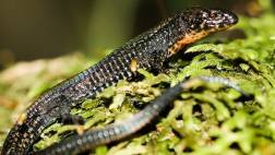 Hallaron en Machu Picchu nueva especie de lagartija