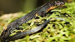 Descubren una nueva especie de lagartija en Machu Picchu