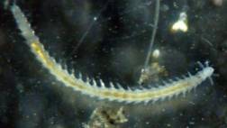 Descubren una nueva especie de gusano marino en la Antártida
