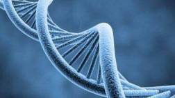 Descubren cuántos y qué genes se activan en cada órgano humano