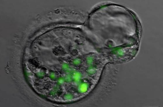 Generan un cartílago articular desde células madre humanas