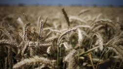 Cambio climático reduce rendimiento del trigo en EE.UU.