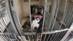 Siete consejos para evitar conductas violentas de tu perro