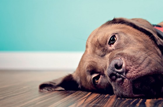 Cuidado con la torsión de estómago de tu mascota