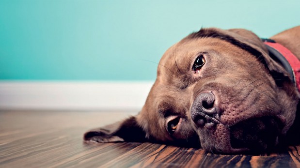 Cuidado con la torsión de estómago de tu mascota