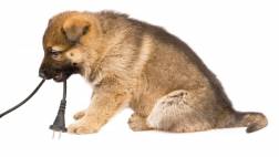 Conoce los peligros a los que está expuesta tu mascota en casa