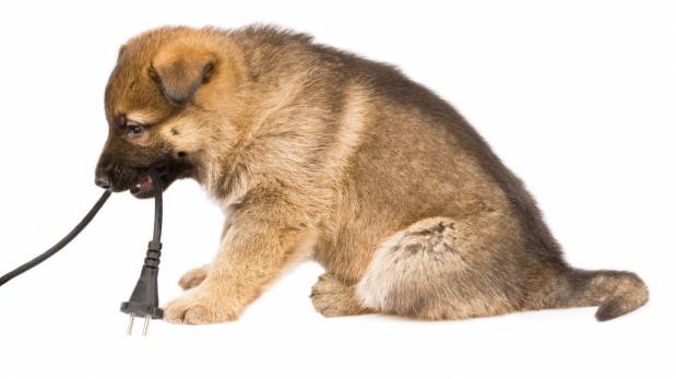 Conoce los peligros a los que está expuesta tu mascota en casa