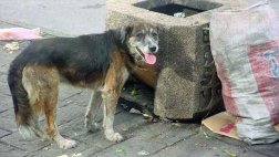 Municipio de Puno afirma que no sacrificará perros callejeros