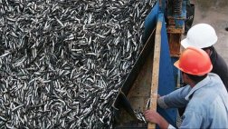 La temporada de anchoveta no se verá afectada por El Niño