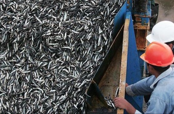 Produce publicó nuevo reglamento sobre pesca de anchoveta