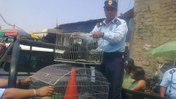 Trujillo: rescatan 28 perros y gatos en exteriores de mercado