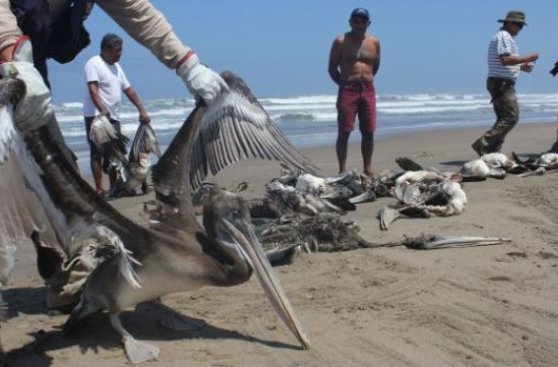 Matanza de pelícanos: municipio del Callao clausurará empresa