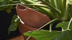 Riega la raíz de tus plantas con "Clay"
