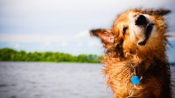Domesticar animales deja huella en su ADN