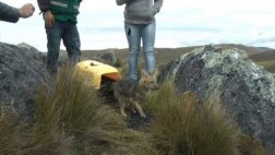 Junín: zorros rescatados fueron devueltos a su hábitat natural