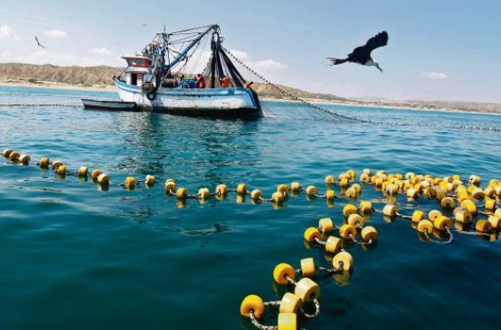 Punta Sal: pesca ilegal pone en riesgo a pescadores artesanales
