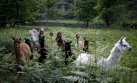 Portugal, una nueva visión del turismo con alpacas
