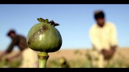 Descubren clave para fabricar morfina sin usar amapolas de opio