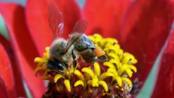 Abejas: EE.UU. propone un plan en contra de su desaparición