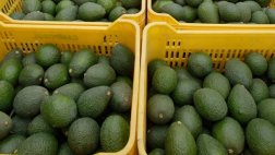 Perros y drones luchan contra plaga que afecta a la palta
