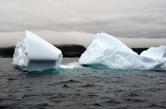Observan el efecto del hielo en la vida marina de la Antártida