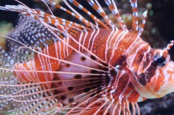 Cazan más de 2 mil destructivos peces león en Estados Unidos