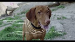 Científicos crean collar inteligente para entrenar perros
