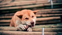 La domesticación de perros empezó hace más de 27.000 años