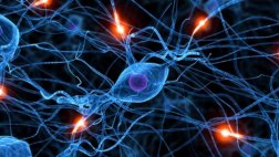 Crean neuronas a partir de células sanguíneas