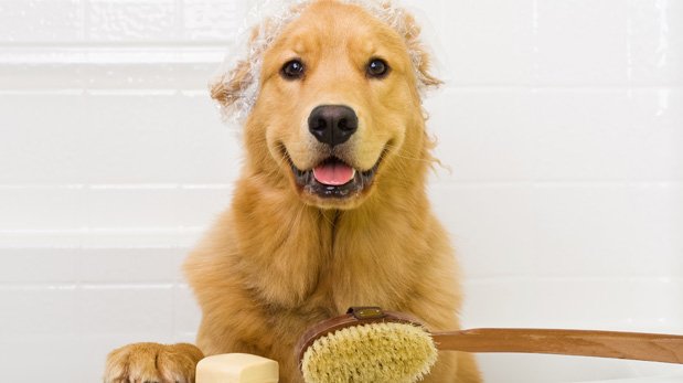 Artículos del hogar que le pueden hacer daño a tu mascota