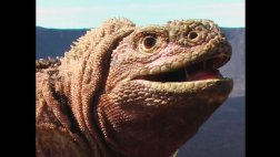 Erupciona volcán en el único santuario de iguanas rosadas