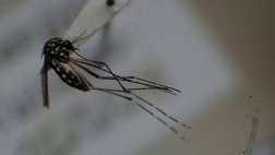El Minsa reporta seis casos de dengue en Áncash
