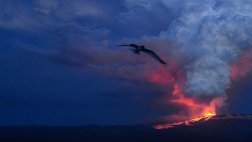 Fauna de Galápagos no se vio afectada por el volcán Wolf