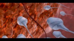 Exposición del feto a contaminantes disminuye la fertilidad