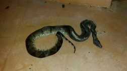 Serpiente dejó sin energía eléctrica a una provincia de Panamá