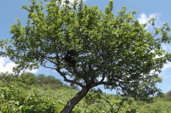 Especies amenazadas de flora silvestre: elaborarán nueva lista