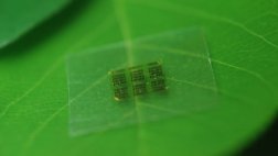 Crean chip biodegradable a base de madera