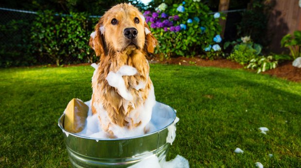 Ayuda al medio ambiente mientras cuidas a tu mascota