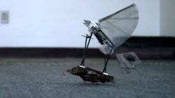Desarrollan robots inspirados en cucarachas y aves