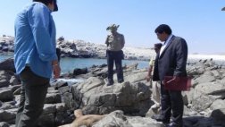 Por matar a lobo marino: cárcel suspendida y pago de S/. 1.000