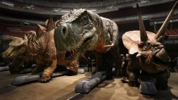 Estudio sugiere que los dinosaurios eran de sangre caliente
