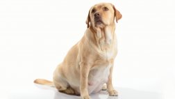 Mascota embarazada: ¿parto natural o cesárea?