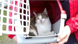 ¿Por qué los gatos padecen menos estrés si están en una caja?
