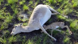 Mueren más de 120.000 antílopes saiga en Kazajistán