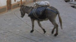 Jaén: agricultor murió tras ser aplastado por su propia mula