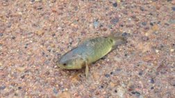 Especie invasora amenaza a la fauna de Australia