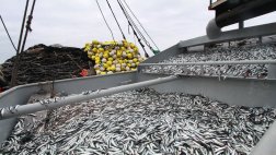 Pesca: Imarpe inicia crucero para estimar biomasa de anchoveta